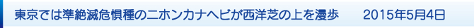 東京では準絶滅危惧種のニホンカナヘビが西洋芝の上を漫歩 2015年5月4日 東京では準絶滅危惧種のニホンカナヘビが西洋芝の上を漫歩 2015年5月4日