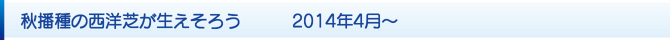 秋播種の西洋芝が生えそろう 2014年4月〜 秋播種の西洋芝が生えそろう 2014年4月〜
