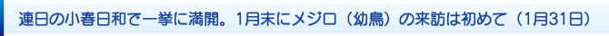 連日の小春日和で一挙に満開。1月末にメジロ(幼鳥)の来訪は初めて(1月31日) 連日の小春日和で一挙に満開。1月末にメジロ(幼鳥)の来訪は初めて(1月31日)