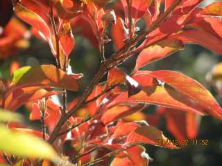 急な寒波で庭のヒメシャラがやっと紅葉