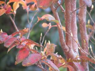 急な寒波で庭のヒメシャラがやっと紅葉
