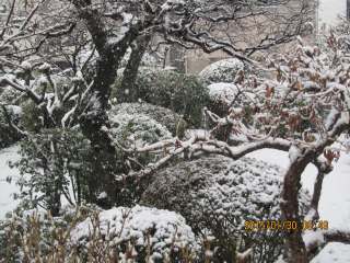 東京に初雪