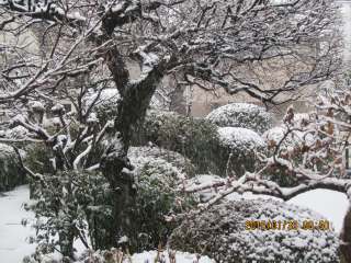 東京に初雪