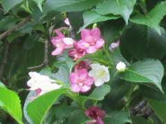 ハコネウツギ（箱根空木）の花開く