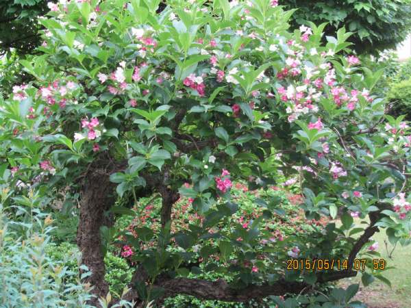 ハコネウツギ（箱根空木）の花開く