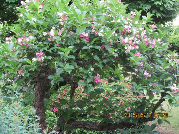 ハコネウツギ 箱根空木 の花が咲く 衣替えハコネウツギも紅混じる 夏太り空木の知恵に学ばなむ 生命と微量元素 講座 荒川泰昭