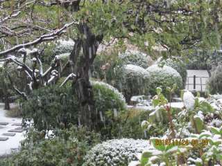 東京に11月の初雪は54年ぶり