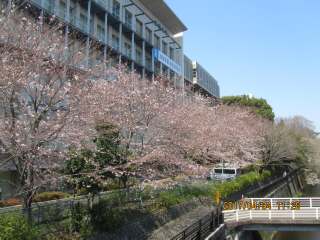桜開花 （東京・成城）