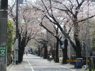 桜開花 （東京・成城）
