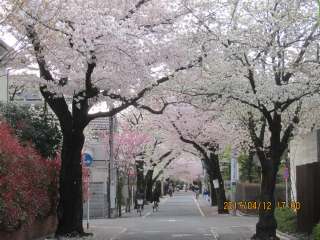 成城の桜