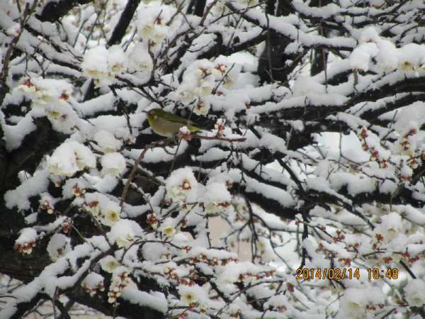 雪かぶる梅にメジロ来訪