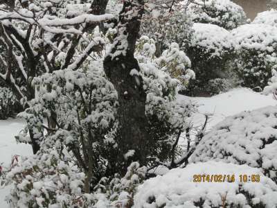 大雪続く！　庭の積雪34センチ