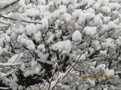 大雪続く！　庭の積雪34センチ