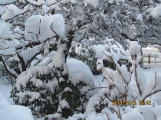 庭の積雪30センチ超