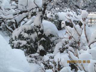雪かぶる厳寒の庭