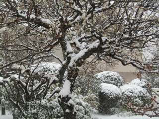 8日の夜明け前より降り始める。気象庁は13年ぶりに東京23区に大雪警報を発表。
