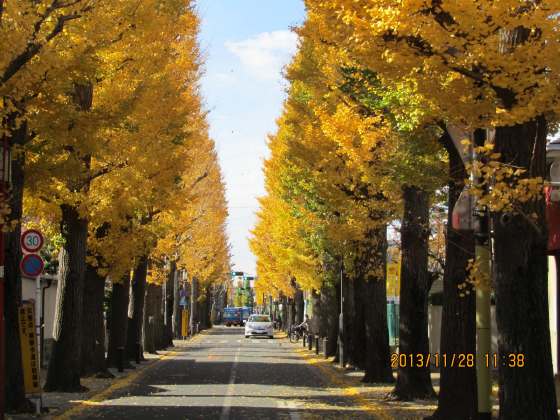 成城通りの銀杏：黄落始まる
