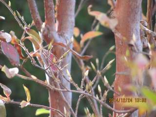 急な寒波で庭のヒメシャラがやっと紅葉＆落葉