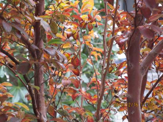 急な寒波で庭のヒメシャラがやっと紅葉＆落葉