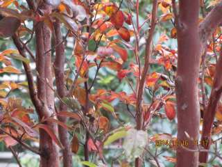 な寒波で庭のヒメシャラがやっと紅葉