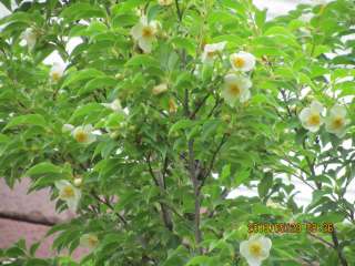 ヒメシャラ花の開落 姫沙羅の散る花惜しや蜂通う 生命と微量元素 講座 荒川泰昭