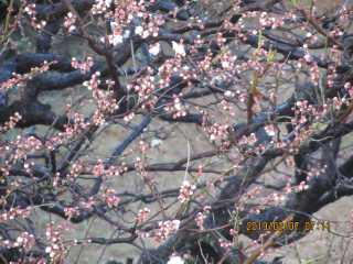 立春を見極めるごと梅開花