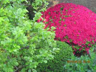 緑薫（くゆ）る庭に一塊の紅ツツジ