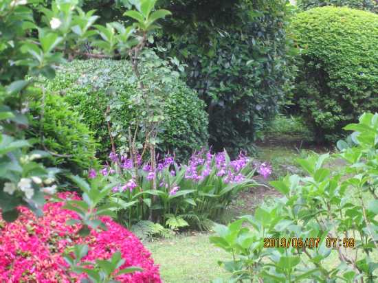準絶滅危惧種の紫蘭ぞや庭に居着く