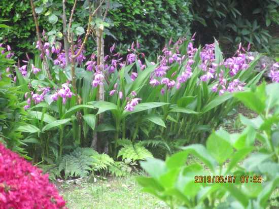 準絶滅危惧種の紫蘭ぞや庭に居着く