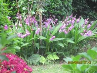 準絶滅危惧の紫蘭ぞや庭に居着く
