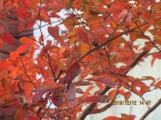 ヒメシャラの冬紅葉