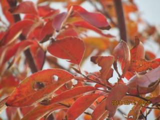 ヒメシャラの冬紅葉