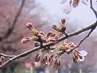 急寒波、霙の中で桜開花