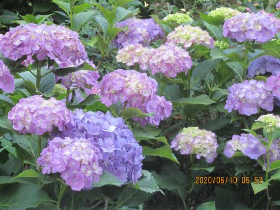 紫陽花の日に異に増せる藍の色