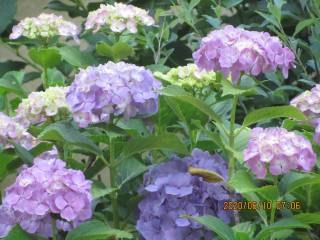 紫陽花の日に異に増せる藍の色