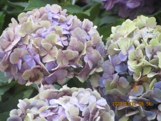 紫陽花の四葩古りにし姥の色