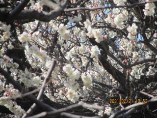 咲き溢れる白梅の花！