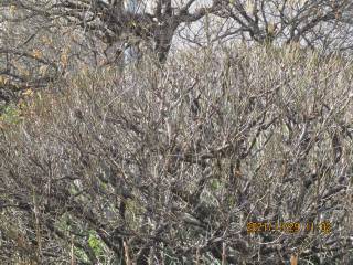 冬浅き庭　梅の裸木