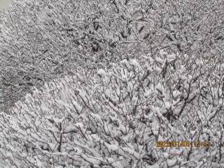 夕暮れの冠雪（かむりゆき）梅の木