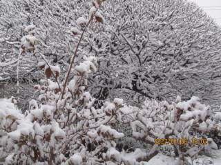 夕暮れの冠雪（かむりゆき）上：梅、下：ハコネウツギ