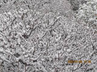 夕暮れの冠雪（かむりゆき）梅の木