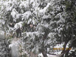 夕暮れの冠雪（かむりゆき）ダイダイの木