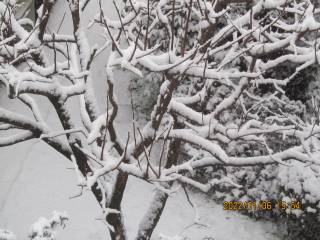 夕暮れの冠雪（かむりゆき）柿の木