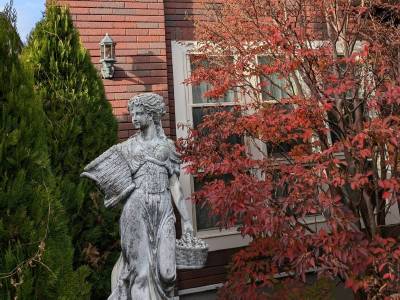 ヒメシャラ:紅葉の儚い美しさ ヒメシャラ:紅葉の儚い美しさ