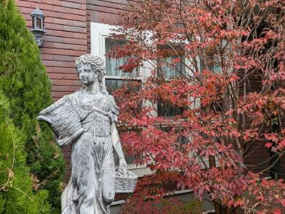 ヒメシャラ:紅葉の儚い美しさ ヒメシャラ:紅葉の儚い美しさ