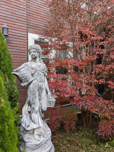 ヒメシャラ:紅葉の儚い美しさ ヒメシャラ:紅葉の儚い美しさ