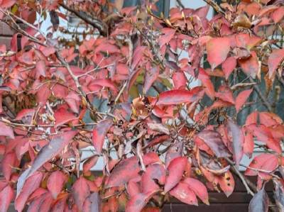 ヒメシャラ:紅葉の儚い美しさ ヒメシャラ:紅葉の儚い美しさ