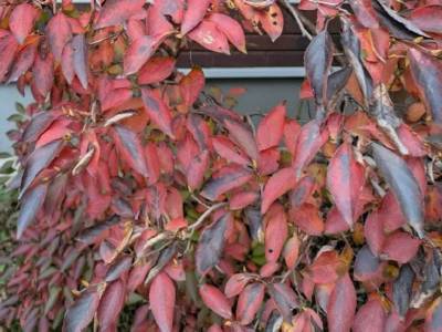 ヒメシャラ:紅葉の儚い美しさ ヒメシャラ:紅葉の儚い美しさ