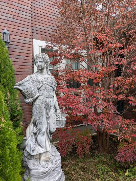 ヒメシャラ:紅葉の儚い美しさ ヒメシャラ:紅葉の儚い美しさ