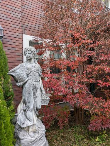 ヒメシャラ:紅葉の儚い美しさ ヒメシャラ:紅葉の儚い美しさ